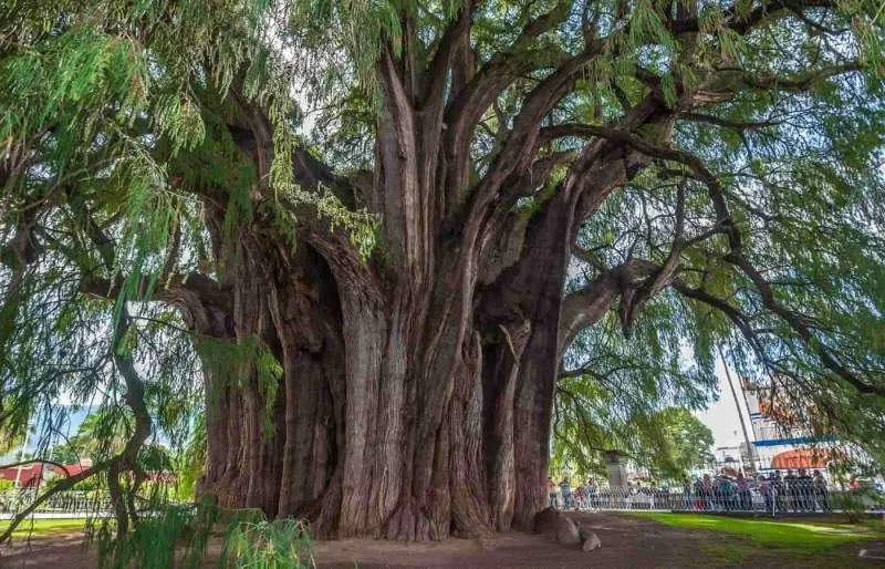 Tronc monumental de l’Árbol del Tule à Santa María del Tule, près d’Oaxaca