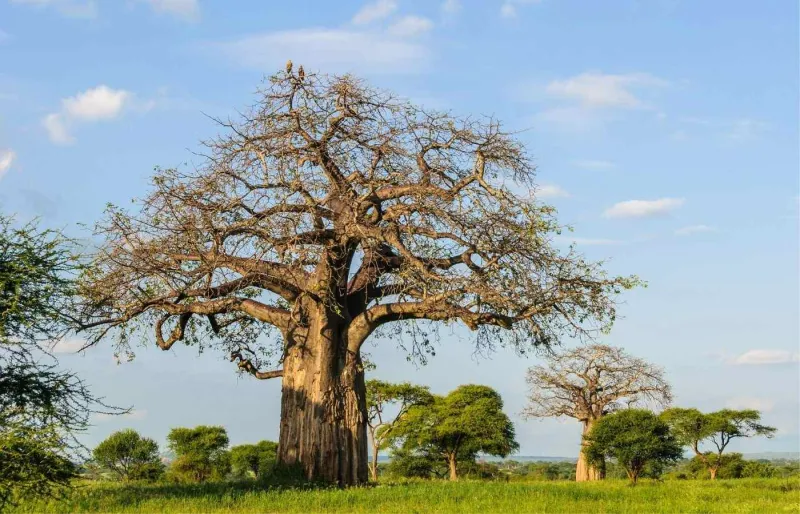 Grands baobabs dans le parc national de Tarangire en Tanzanie