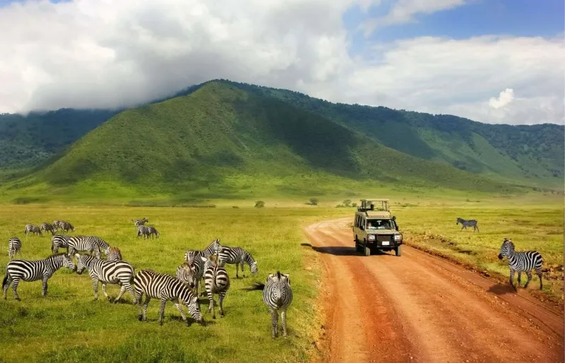 Zèbres et véhicule de safari dans le cratère du Ngorongoro en Tanzanie