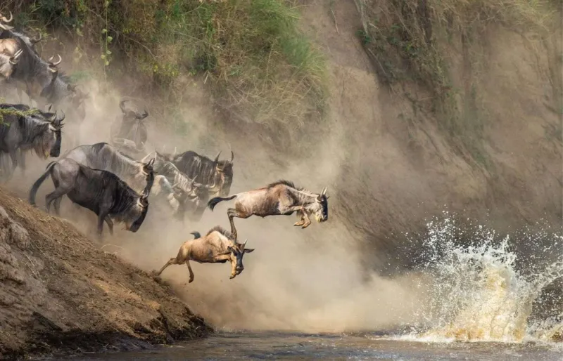 Grande Migration en Tanzanie : des gnous traversent la rivière Mara dans le Serengeti