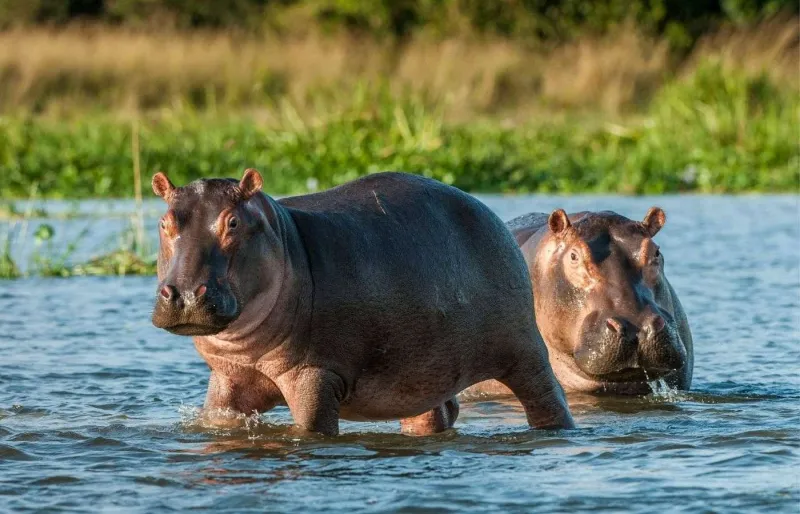 Deux hippopotames dans l’eau au parc national de Rubondo, sur le lac Victoria en Tanzanie