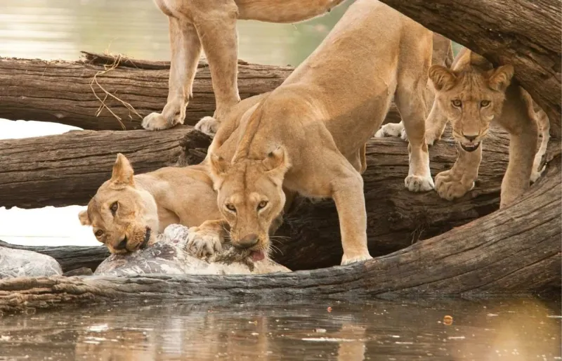 Lions autour d’une carcasse d’hippopotame dans le parc national de Ruaha en Tanzanie