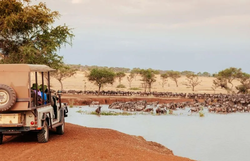Troupeau de gnous près d’un point d’eau observé depuis un véhicule de safari en Tanzanie