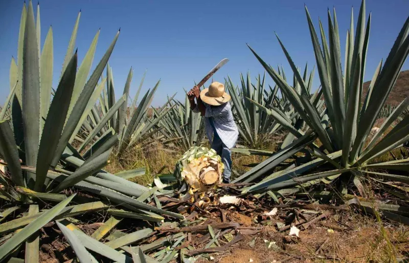 Récolte d’un agave destiné à la production de mezcal près d’Oaxaca
