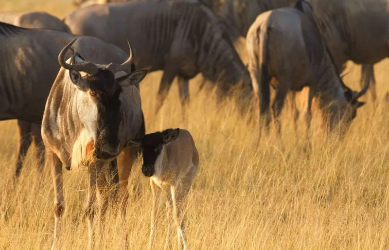 Gnou adulte avec son petit pendant la saison des naissances dans le Serengeti en Tanzanie