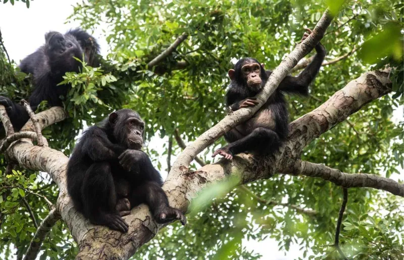 Chimpanzés dans les arbres du parc national de Gombe en Tanzanie