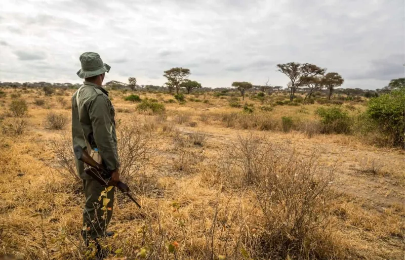 Un ranger observant la savane en Tanzanie