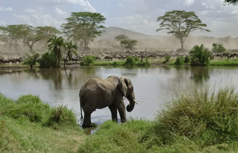 Éléphant au bord de l’eau devant de grands troupeaux dans le Serengeti en Tanzanie