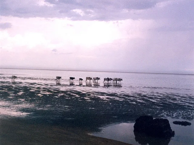 Troupeau sur la plage de Chandipur, Inde