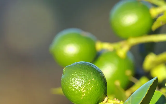 Les citrons verts sont la spÃ©cialitÃ© des Marquises 