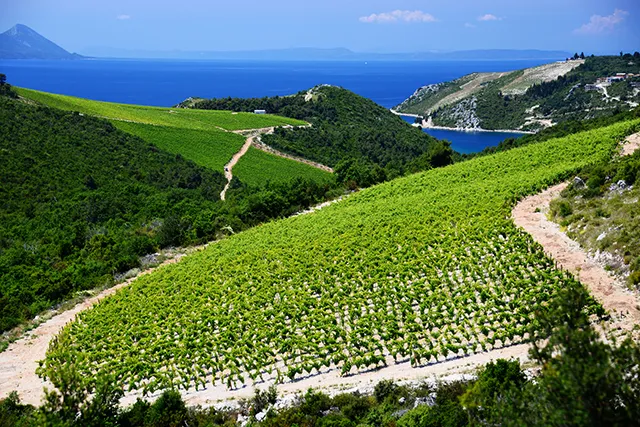 Vignoble sur la cÃ´te adriatique, Dalmatie, Croatie 