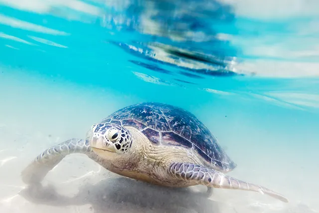 Tortue Ã  Hikkaduwa beach, Sri Lanka 