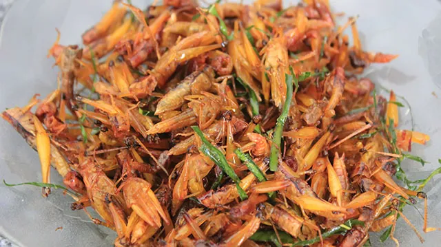 KAZUO TAKI FILM - fotolia.com Les sauterelles grillées, un croustillant en-cas pour accompagner un verre de mezcal