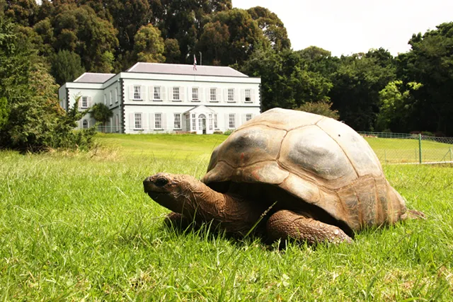 Darrin Henry / Getty Images Jonathan, la tortue de la Plantation House, âgée de plus de 180 ans