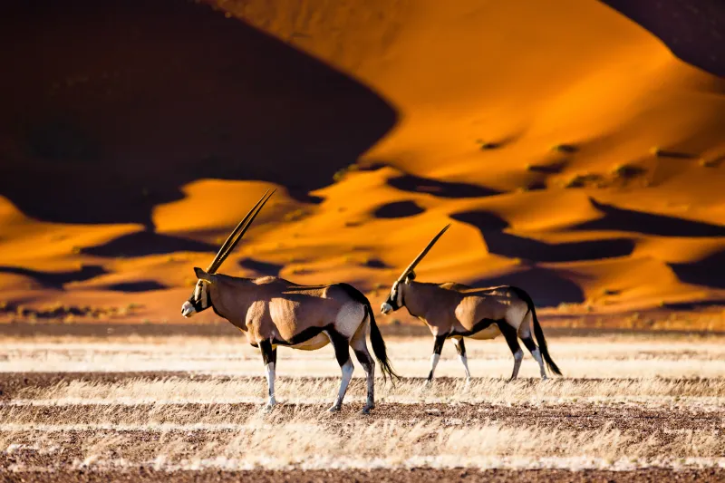 Sossusvlei, un dÃ©sert de sel (salar) et d'argile dans le dÃ©sert du Namib