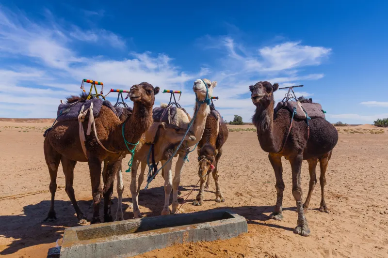 Les plaines rocailleuses et les montagnes imposantes de la région de Marrakech réservent d'agréables récompenses Les plaines rocailleuses et les montagnes imposantes de la région de Marrakech réservent d'agréables récompenses