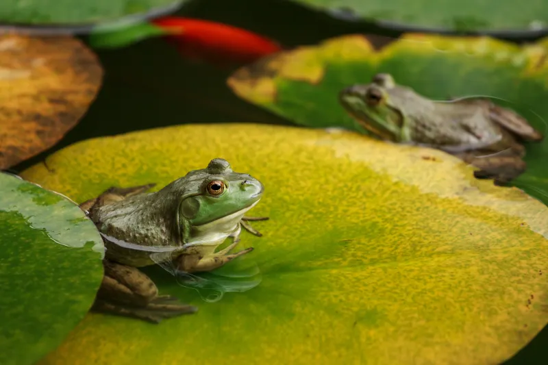 Pluie de grenouilles