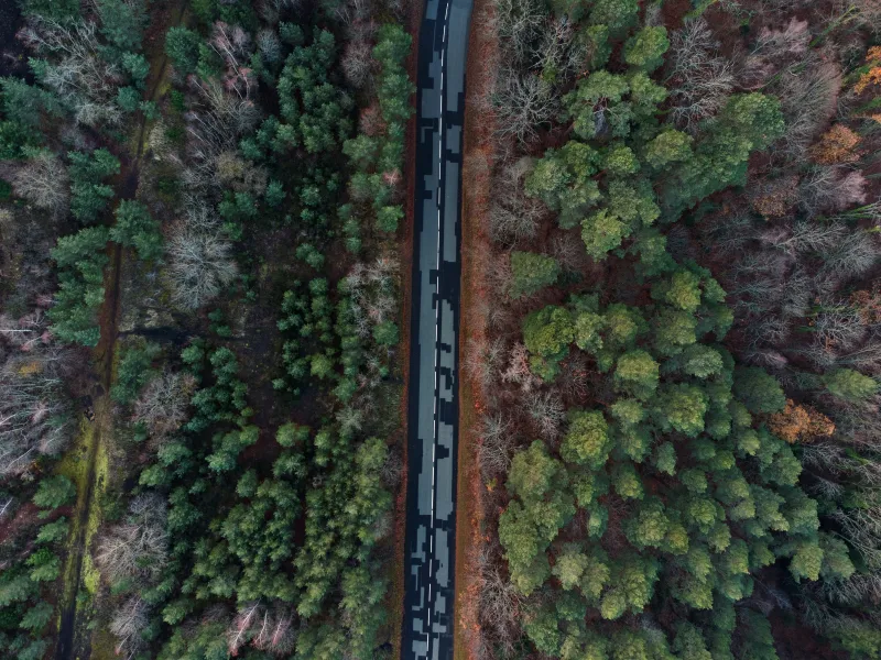 ForÃªt de sapins en Auvergne