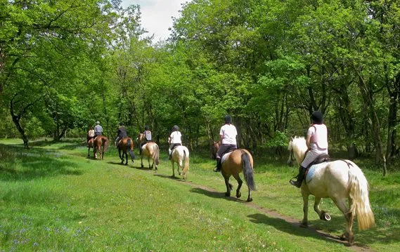 Ballade à cheval dans la forêt de Chantilly Ballade à cheval dans la forêt de Chantilly
