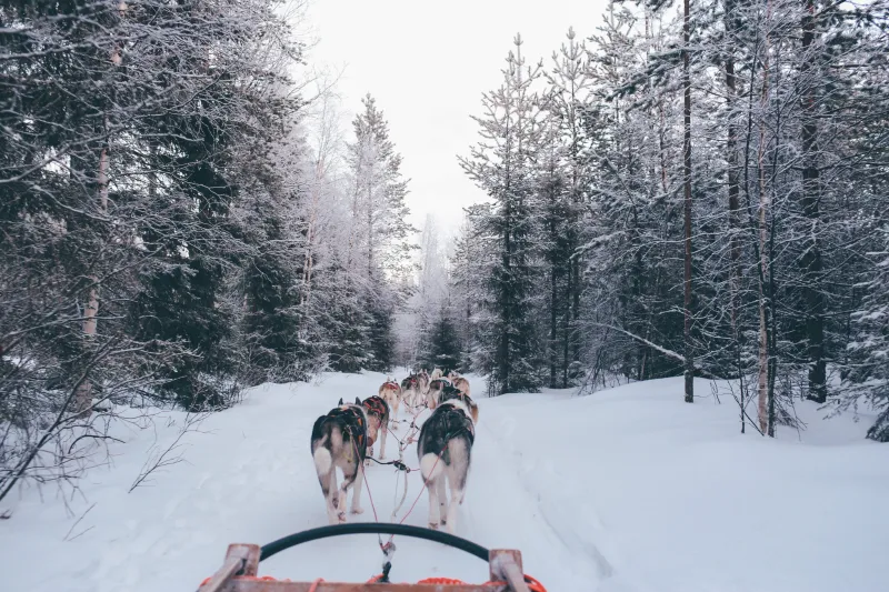 Balade avec des chiens de traineau dans la forêt enneigée Balade avec des chiens de traineau dans la forêt enneigée