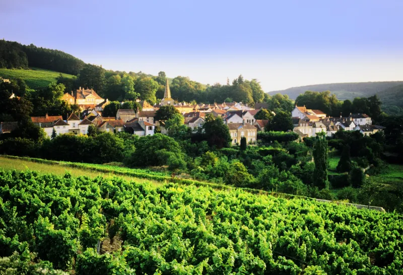 Nuits Saint Georges Nuits Saint Georges